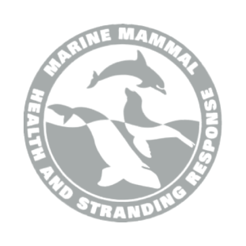 marine mammal